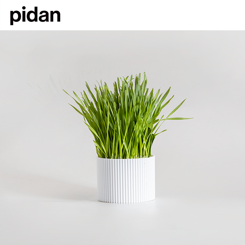 pidan Cat Grass Flower Pot